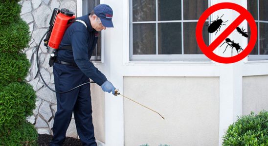 Hatundere Kene İlaçlama böcek ilaçlama ve haşere kontrolü — ilaclama-tr.com